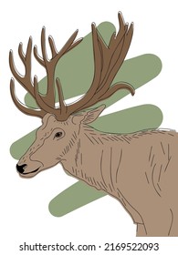 Hand drawn sketch of deer head with horns, wild animal portrait on abstract scribble background vector illustration