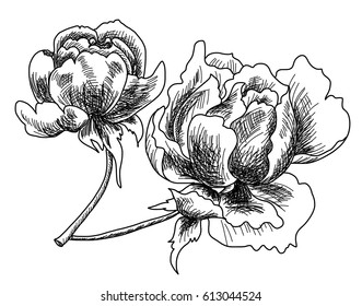 Hand drawn and sketch design Fairy Rose or Pygmy Rose , tropical Flower