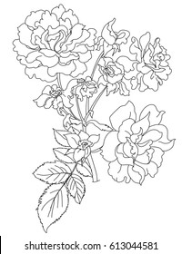 Hand drawn and sketch design Fairy Rose or Pygmy Rose , tropical Flower