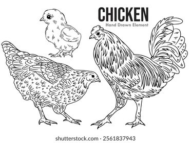 Hand drawn sketch designs of chicks, hens and roosters with detailed drawings using a black ink brush