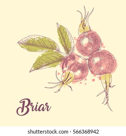 Hand drawn sketch dog rose. Sketching berries ripe eglantine and leaves. Botanical vector illustration in vintage style.