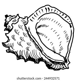 hand drawn, sketch, doodle illustration of sea shell