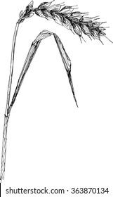 Hand drawn sketch ear of wheat vector