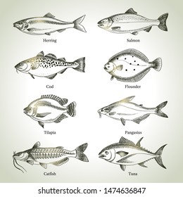 Hand drawn sketch fish animals set. Vector black and white vintage illustrations