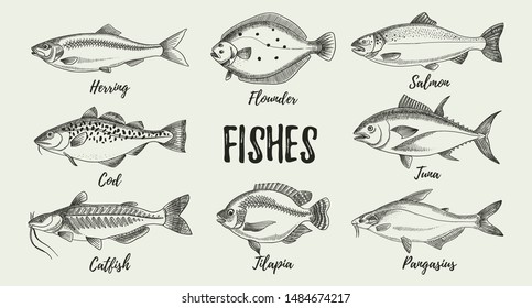 Hand drawn sketch fish animals set. Vector black and white vintage illustrations