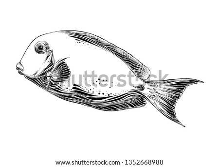 Hand drawn sketch of fish in black color. Isolated on white background. Drawing for posters, decoration and print. Vector illustration