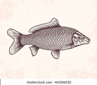 Hand drawn sketch fish. Vector illustration