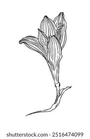 hand drawn sketch of a flower, botanical illustration