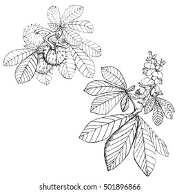  Hand drawn sketch with flower of chestnut for adult anti-stress coloring page isolated on white background. T-shirt emblem, logo or tattoo with doodle. Vector illustration.