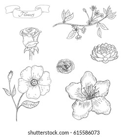 Hand drawn sketch Flower set . Flower background. Hand drawn Vintage vector illustration