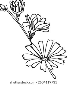 Hand Drawn Sketch Of Flower Vector Isolated Illustration  