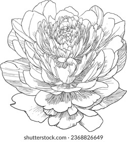 Hand drawn sketch flowers and Vector illustration, Botanical arts. Hand drawn continuous line drawing of abstract flower, floral, rose, tropical leaves, spring