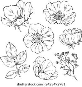 Handgezeichnete Skizzenblumen. Vektorset von Design-Elementen für Gewebe, Textilien, Tapeten-Drucke