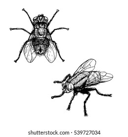 Hand drawn sketch of fly. Retro realistic animal isolated. Vintage style. Doodle line graphic design. Black and white drawing insect. Vector illustration.