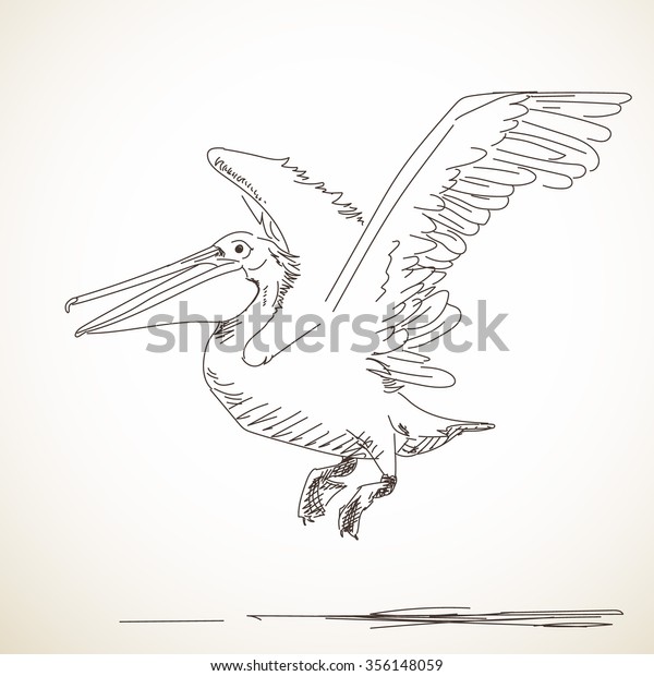 Hand Drawn Sketch Flying Pelican Stock Vector (Royalty Free) 356148059