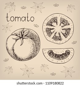 Hand drawn sketch of fresh juicy tomato. Vector vintage style illustration. Decorative pattern with tomato flowers on background. Isolated on white.