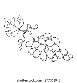 Hand drawn sketch fruit - grape. Eco food. Vector illustration.