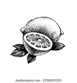 Hand drawn sketch fruit lemon. Eco food background. Vector illustration