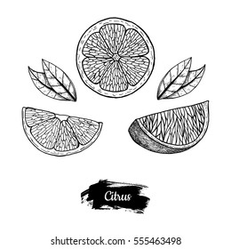 Hand drawn sketch fruit lemon, juicy citrus. Vector vintage illustration. Menu design element.