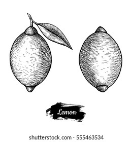 Hand drawn sketch fruit lemon, juicy citrus. Vector vintage illustration. Menu design element.