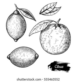 Hand drawn sketch fruit lemon, juicy citrus. Vector vintage illustration. Menu design element.