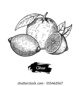 Hand drawn sketch fruit lemon, juicy citrus. Vector vintage illustration. Menu design element.