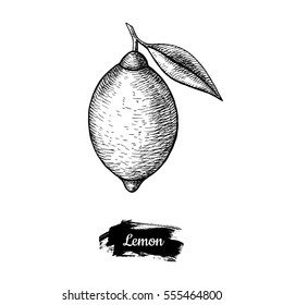 Hand drawn sketch fruit lemon, juicy citrus. Vector vintage illustration. Menu design element.