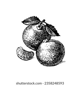 Mandarina de fruta dibujada a mano. Fondo de la comida ecológica. Ilustración del vector
