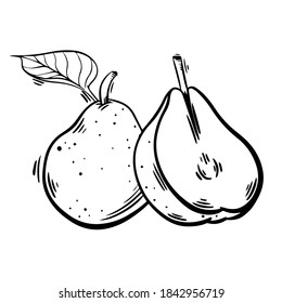 Hand drawn sketch fruit pear. Eco food background. Vector isolated illustration 