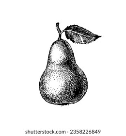 Handgezeichnete Fruchtbirne. Öko-Lebensmittelhintergrund. Vektorgrafik