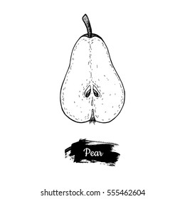Hand drawn sketch fruit pear. Vector vintage illustration. Menu design element.