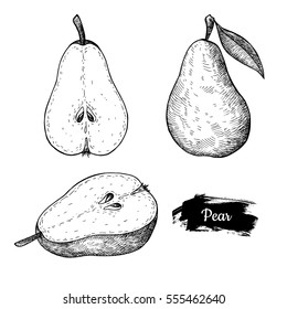 Hand drawn sketch fruit pear. Vector vintage illustration. Menu design element.