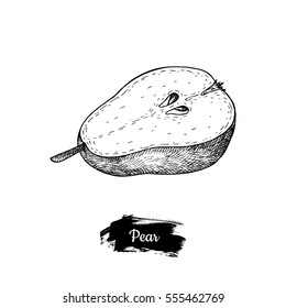 Hand drawn sketch fruit pear. Vector vintage illustration. Menu design element.