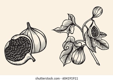 Hand drawn sketch fruit set. Eco foods. Vector illustration isolated on beige