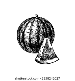 Hand drawn sketch fruit watermelon. Eco food background. Vector illustration