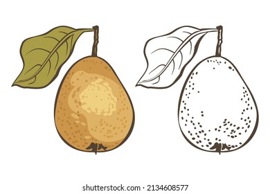 Hand drawn sketch fruit wild pear. Eco food. Vector isolated illustration.