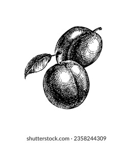 Hand drawn sketch fruits plum. Eco food background. Vector illustration