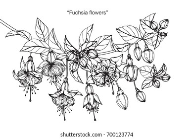 Dibujo manual y dibujo de la flor de Fuchsia. Blanco y negro con ilustración de arte lineal.