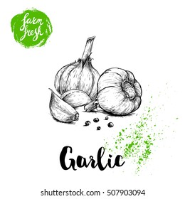 Hand drawn sketch garlic group with black pepper. Fresh farm food vector illustration. Farm vegetables poster.
