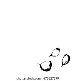 Hand drawn sketch garlic products set. Vector black and white vintage illustration. Isolated object on white background. 