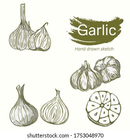 Hand drawn sketch garlic. Vector food illustration