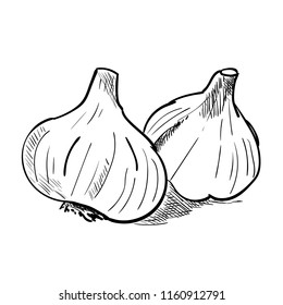 Hand drawn sketch of garlic. Vintage engraved illustration. Botanical garlic. Vegetarian food drawing. Vector illustration for restaurant menu design