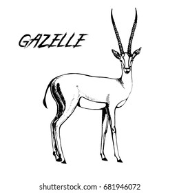 Hand drawn sketch of gazelle. Vector illustration isolated on white background.