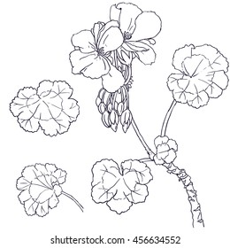 Hand drawn sketch of geranium with flowers, buds, leaves. Vector format