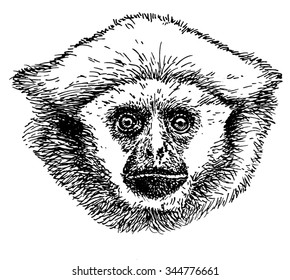 Hand drawn sketch of a gibbon head