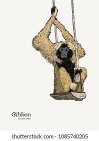 Hand drawn sketch of Gibbon on Branch Cartoon isolated, VectorGibbon monkey sketch vector graphic  drawing.