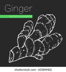 Hand drawn sketch ginger root plant vector illustration isolated white on black background. Spicy herbs. Ginger doodle design cooking ingredient for food. Superfood spice herb.