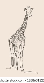 Hand drawn sketch of giraffe