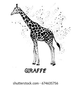 Hand drawn sketch of giraffe. Vector illustration isolated on white background.