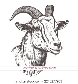 Esbozo dibujado a mano de una cabra. Retrato de un animal de granja con un estilo grabado vintage. Ilustración vectorial.